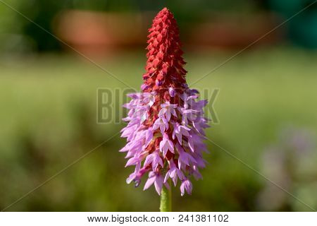 Beautiful Orchid Primrose - Primula Vialii In The Garden