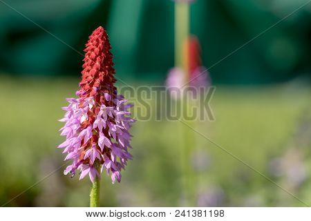 Beautiful Orchid Primrose - Primula Vialii In The Garden