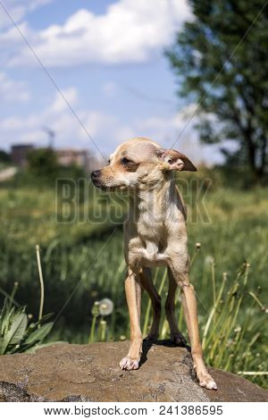 Russian Smooth-coated Toy Terrier Stands Proudly On The Stone (canis Lupus Familiaris)