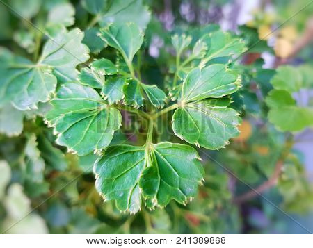 Green Leaves As A Background (polyscias Guilfoylei, Quercifolia Or Geranium Aralia), Ecological Conc