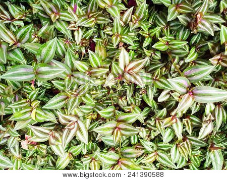 Top View Green Leaves As A Background, (tradescantia Zebrina  Loudon, Zebrina Pendula  Schnizl.), Ec