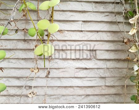 Dave Trees, Green Leaves Hanging On The Wall. Nature Wallpaper Concept. Empty. Too Soft. Space For Y