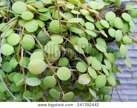 Dave Trees, Green Leaves Hanging On The Wall. Nature Wallpaper Concept. Empty. Too Soft. Space For Y