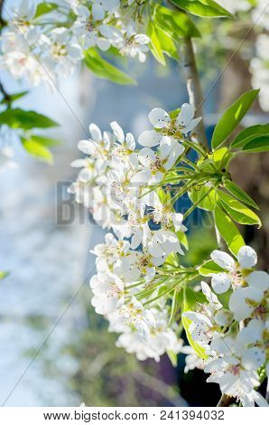 Flowering Cherrybranches On A Tree In The Spring. Selective Focus. Blurry Picture