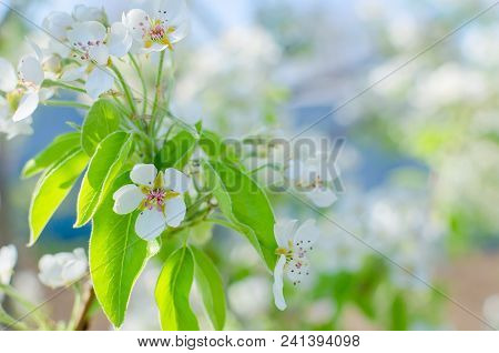 Flowering Cherrybranches On A Tree In The Spring. Selective Focus.