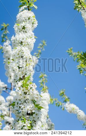 Flowering Cherrybranches On A Tree In The Spring. Selective Focus.