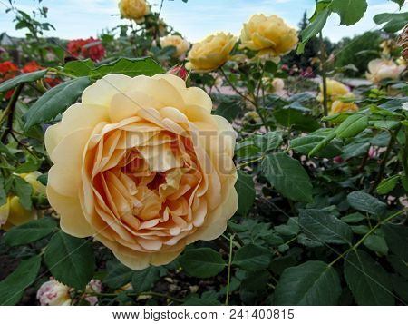 One Delicate Cupped Beige Rose Flower On The Background Of The Flowerbed Close-up. Large Beautiful R