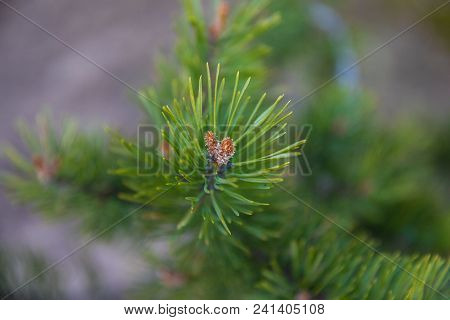 Green Fir Tree Or Pine Branches Summer