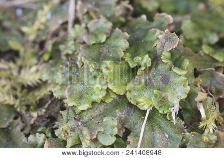 Marchantia Polymorpha Liverwort, Close Up Shot Focus