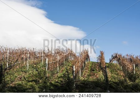 Sunny Autumn Patagonian Vineyard. Esquel In Late Autumn, When Grapes Harvested, Argentina