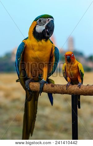 Macaw Bird Perched For Waiting To Practice Fly.