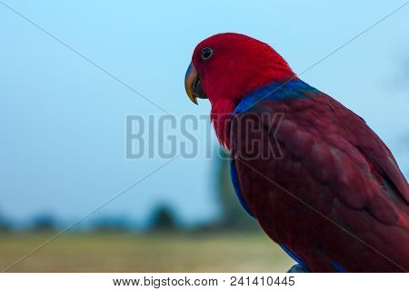 Macaw Bird Perched For Waiting To Practice Fly.