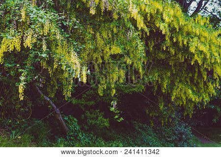 Beautiful Yellow Blooming Tree Laburnum Voisii Golden Rain