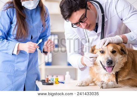 Doctor and assistant checking up golden retriever dog in vet cli