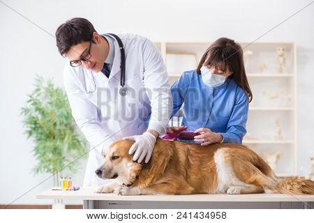 Doctor and assistant checking up golden retriever dog in vet cli