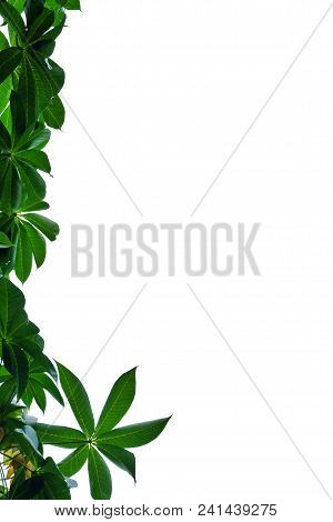Top View A Tropical Tree Leaves With Branches On White Isolated Background For Green Foliage Backdro