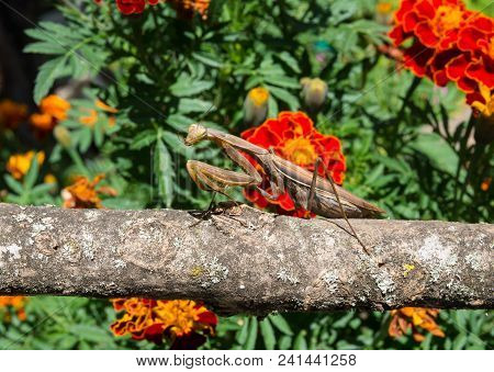 Mantis Religiosa. Mantis Brown Insect. Praying Mantis