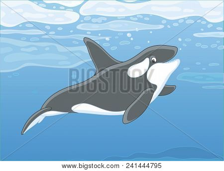 Killer Whale Swimming Among Drifting Ice Floes In Blue Water Of A Polar Sea, Vector Illustration In 