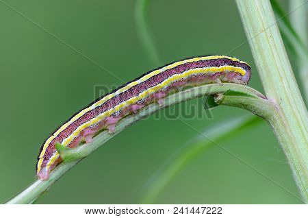 Worm With Yellow Stripes On The Sides Sits On A Sheet