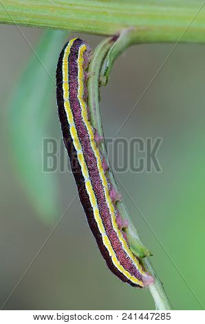 Worm With Yellow Stripes On The Sides Sits On A Sheet