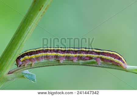 Worm With Yellow Stripes On The Sides Sits On A Sheet