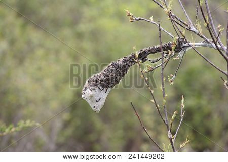 Eastern Tent Caterpillars Mostly Outside Of Silky Nest. Caterpillar (malacosoma Americanum) Is A Spe