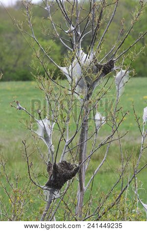 Eastern Tent Caterpillars Mostly Outside Of Silky Nest. Caterpillar (malacosoma Americanum) Is A Spe