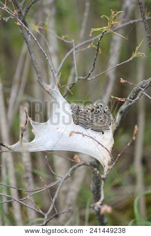 Eastern Tent Caterpillars Mostly Outside Of Silky Nest. Caterpillar (malacosoma Americanum) Is A Spe