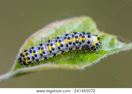Worm Of Butterfly Diloba Caeruleocephal With Black Pimples Sits On A Sheet