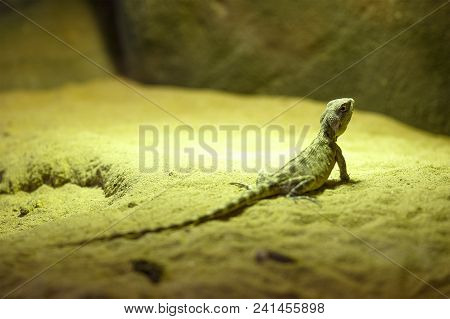 Green Lizard Sitting On The Sand. Horizontal View