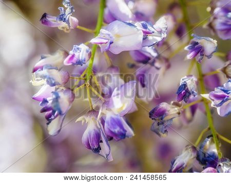 Wisteria (wisteria Sinensis)