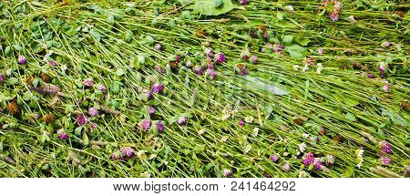Background Freshly Cut Green Grass. Fodder For The Winter For Herbivorous Animals. Field With Green 