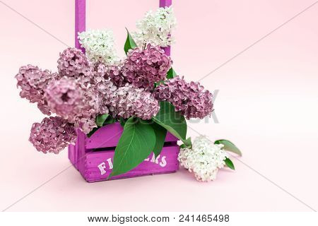 Lilac Flowers Bunch In A Violet Wooden Basket Over Pink Background. Beautiful Violet Lilac Flower St