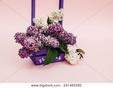 Lilac Flowers Bunch In A Violet Wooden Basket Over Pink Background. Beautiful Violet Lilac Flower St