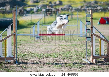 Agility Competition With A Company Animal Just Above The Bar Making A Jump