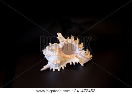 Giant Murex Shell Hexaplex Fulvescens