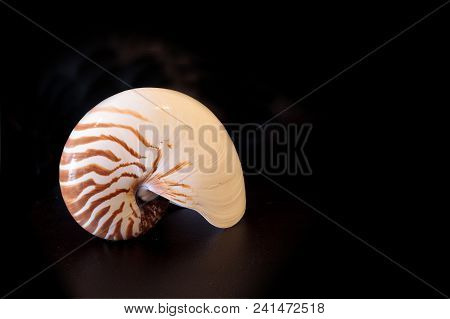 Chambered Nautilus Seashell Nautilus Pompilius Pompilius