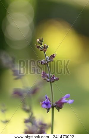 Salvia Officinalis Linna Is A Healing Plant Of The Mummy Family, Spices Used In The Kitchen And Food