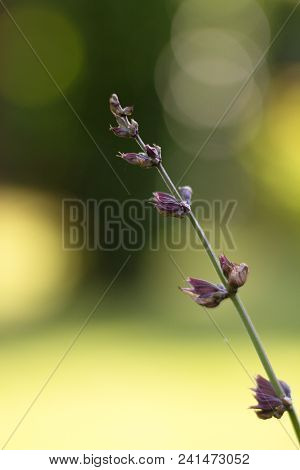 Salvia Officinalis Linna Is A Healing Plant Of The Mummy Family, Spices Used In The Kitchen And Food