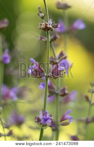 Salvia Officinalis Linna Is A Healing Plant Of The Mummy Family, Spices Used In The Kitchen And Food