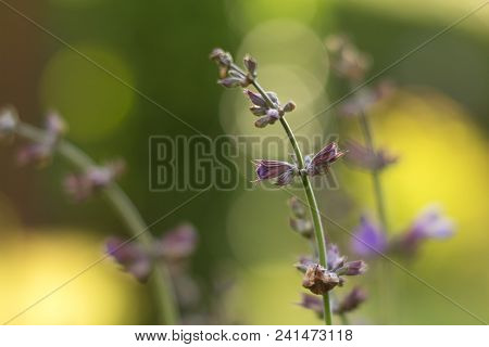 Salvia Officinalis Linna Is A Healing Plant Of The Mummy Family, Spices Used In The Kitchen And Food