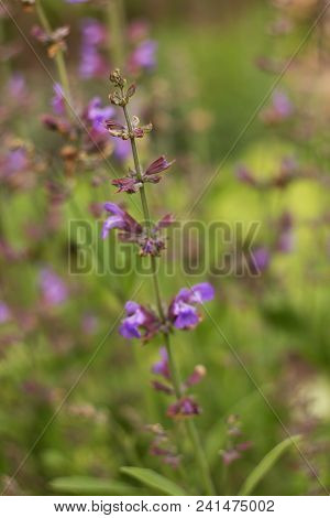 Salvia Officinalis Linna Is A Healing Plant Of The Mummy Family, Spices Used In The Kitchen And Food