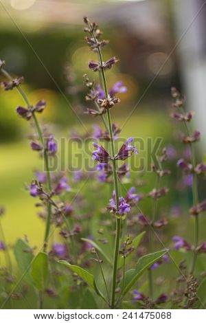 Salvia Officinalis Linna Is A Healing Plant Of The Mummy Family, Spices Used In The Kitchen And Food