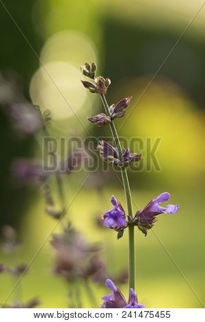 Salvia Officinalis Linna Is A Healing Plant Of The Mummy Family, Spices Used In The Kitchen And Food