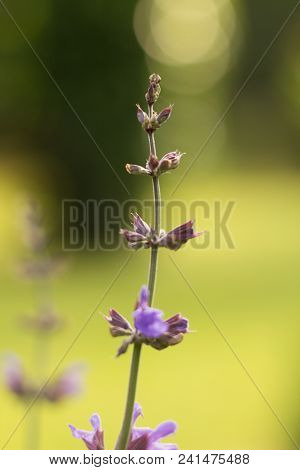 Salvia Officinalis Linna Is A Healing Plant Of The Mummy Family, Spices Used In The Kitchen And Food