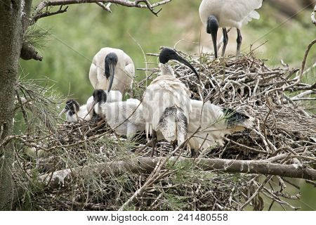 The White Ibis Nest Is Full Of Chicks And Ibises
