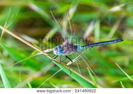 Blue Emperor Japanese Dragonfly On Green Background