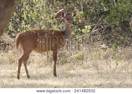 Female Bushbuck Antelope Standing In A Small Glade Among The Bushes