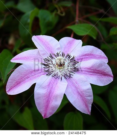 ดอกไม้ clematis