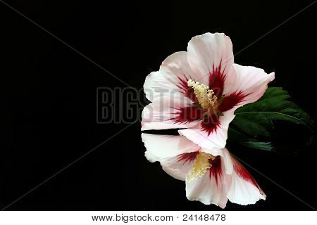 ภาพสะท้อนของดอกไม้